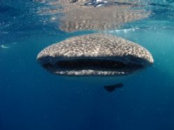 This junior whaleshark loved playing with the boats and s... by Martin Spragg 